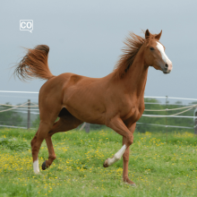  El caballo: Le cheval (Espagnol)