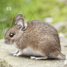  El ratón: La souris (Espagnol)