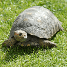  La tortuga: La tortue (Espagnol)