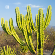  El cactus: Le cactus (Espagnol)