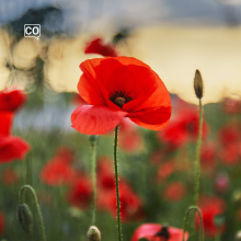  La amapola: Le coquelicot (Espagnol)