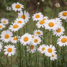  La margarita: La marguerite (Espagnol)