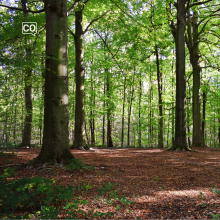  El bosque: La forêt (Espagnol)