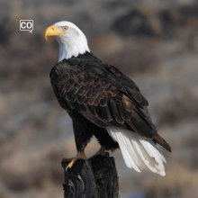  El águila : L'aigle (Espagnol)