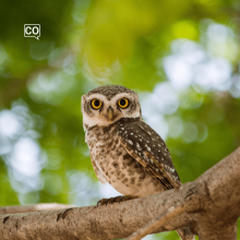  El búho: Le hibou (Espagnol)