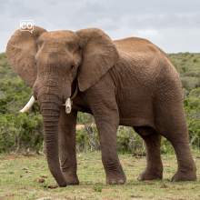  El elefante: L'éléphant (Espagnol)