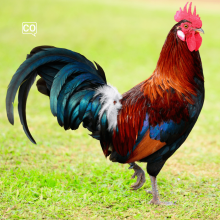  El gallo: Le coq (Espagnol)