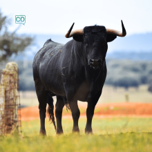  El toro: Le taureau (Espagnol)