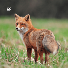  El zorro: Le renard (Espagnol)