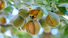  Les amandes : le trésor nutritionnel de l'Espagne