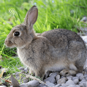  El conejo: Le lapin (Espagnol)