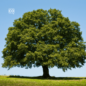  El árbol: L'arbre (Espagnol)