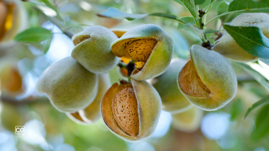  Les amandes : le trésor nutritionnel de l'Espagne