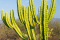  El cactus: Le cactus (Espagnol)