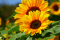  El girasol: Le tournesol (Espagnol)